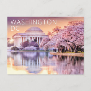 Washington DC Jefferson Memorial Cherry Blossoms Postcard