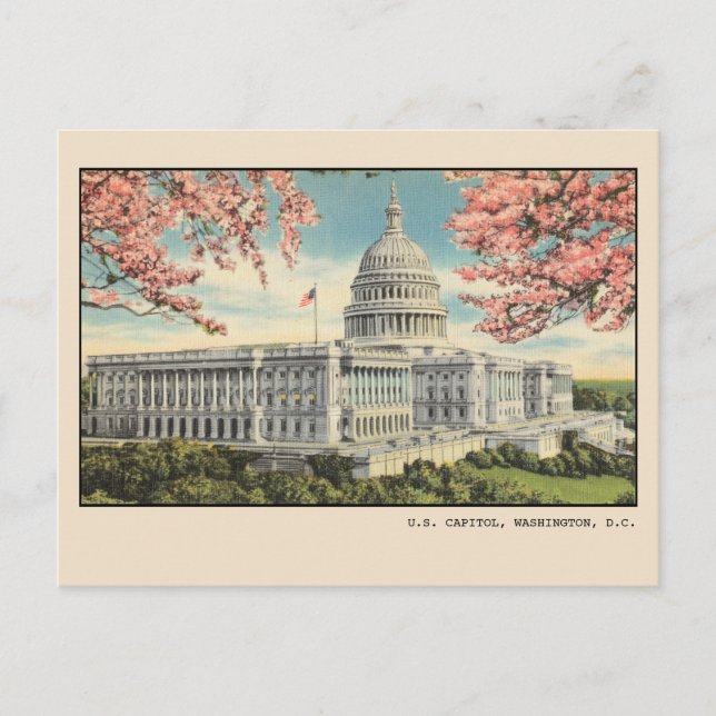 Washington DC Postcard US Capitol Cherry Blossoms (Front)