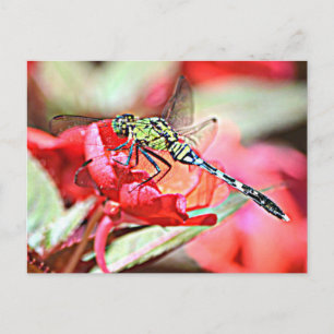 Washington Green Darner Dragonfly Postcard