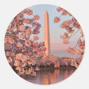 Washington Monument and Cherry Blossoms Sticker