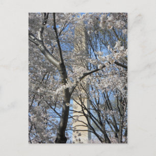 Washington Monument Cherry Trees 001 Postcard