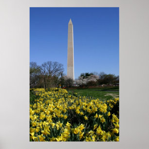Washington Monument Daffodils Poster