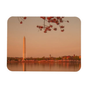 Washington Monument Sakura at sunset. Magnet