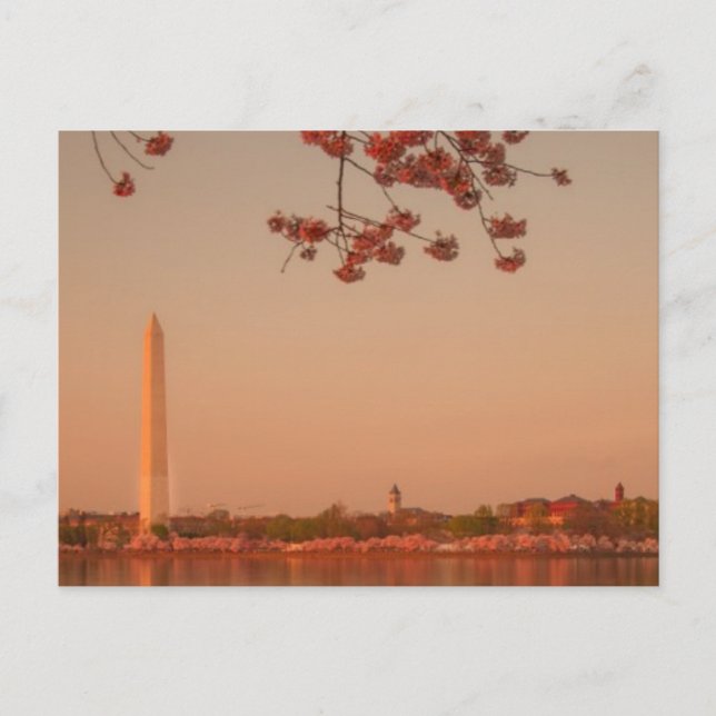Washington Monument Sakura at sunset. Postcard (Front)