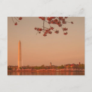 Washington Monument Sakura at sunset. Postcard