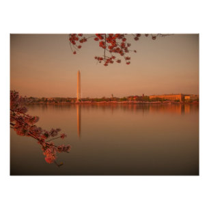 Washington Monument Sakura at sunset. Poster