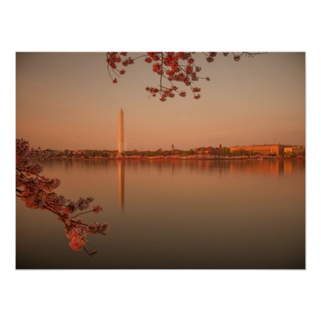 Washington Monument Sakura at sunset. Poster (Front)