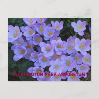 Washington Park Arboretum Announcement Postcard