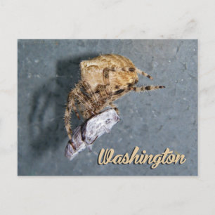 Washington Postcard, Gea Spider Postcard