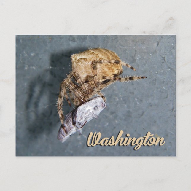 Washington Postcard, Gea Spider Postcard (Front)