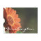 Washington Postcard Orange Flower Template