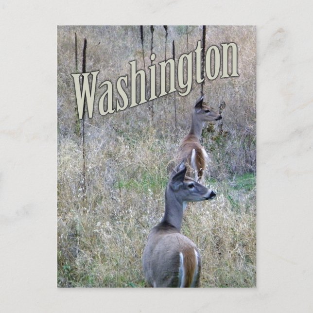 Washington Postcard, Two White Tail Deer Postcard (Front)