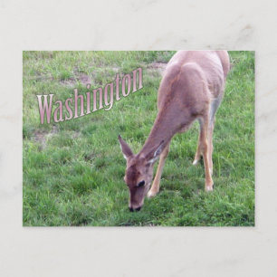 Washington Postcard, White Tail Deer Postcard