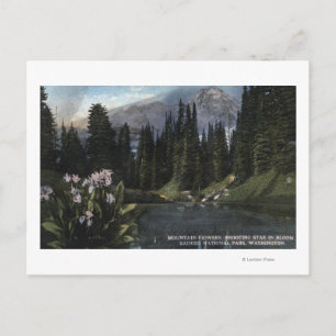 Washington - Rainier National Park, Shooting Sta Postcard