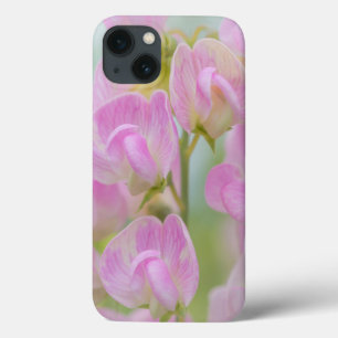 Washington, Seabeck. Detail of sweet pea iPhone 13 Case