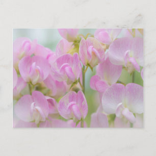 Washington, Seabeck. Detail of sweet pea Postcard