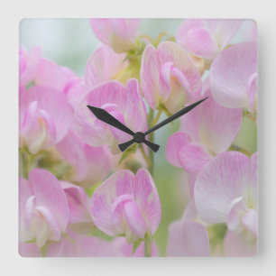 Washington, Seabeck. Detail of sweet pea Square Wall Clock