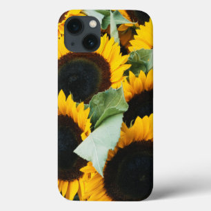 Washington, Seattle, Sunflower for sale pike iPhone 13 Case