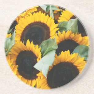 Washington, Seattle, Sunflower for sale pike Coaster