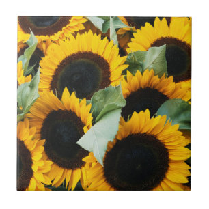 Washington, Seattle, Sunflower for sale pike Tile