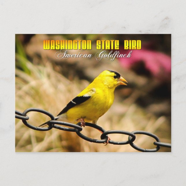 Washington State Bird - American Goldfinch Postcard (Front)