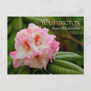 Washington State Flower: Coast Rhododendron Postcard