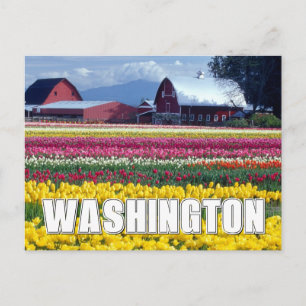 Washington State   Tulip Field Postcard