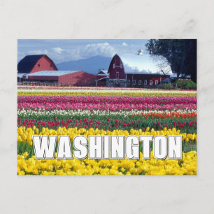 Washington State Tulip Field Thank You Postcard