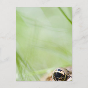 Washington, USA Postcard