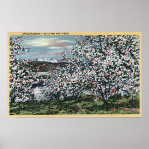 Washington - View of Apple Trees in Blossom Poster