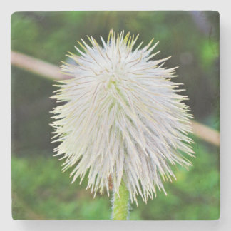 Washington Wildflower Pasqueflower White Seed Head Stone Coaster