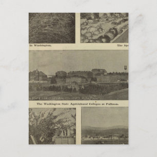 Washington's versatile thrift postcard