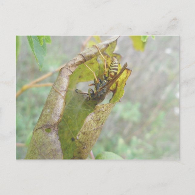Wasp Checking Spider Web Postcard (Front)