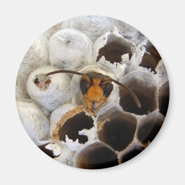 Wasp Emerging From Nest Magnet (Front)