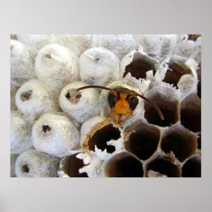 Wasp Emerging From Nest Poster