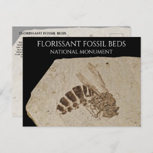 Wasp Fossil Florissant Fossil Beds National Monume Postcard
