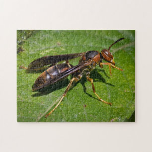 Wasp Jigsaw Puzzle