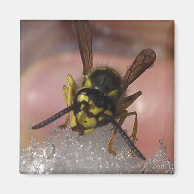 wasp magnet (Front)