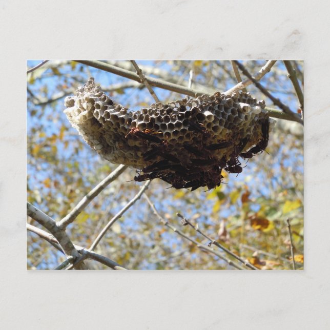 Wasp Nest! Yikes! Postcard (Front)