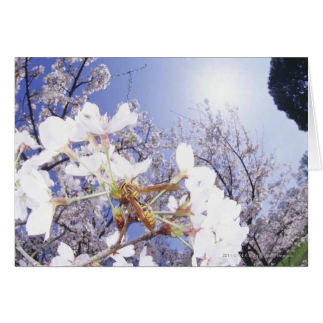 Wasp on Cherry Blossom, close up (Front Horizontal)