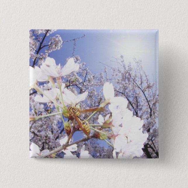 Wasp on Cherry Blossom, close up 15 Cm Square Badge (Front)