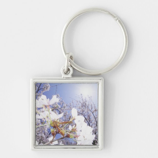 Wasp on Cherry Blossom, close up Key Ring (Front)