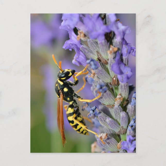 Wasp on lavender flower postcard (Front)