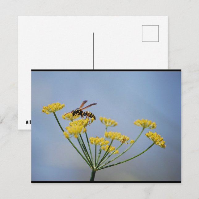 Wasp Pollinating Wild Fennel Postcard (Front/Back)