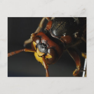 Wasp Postcard