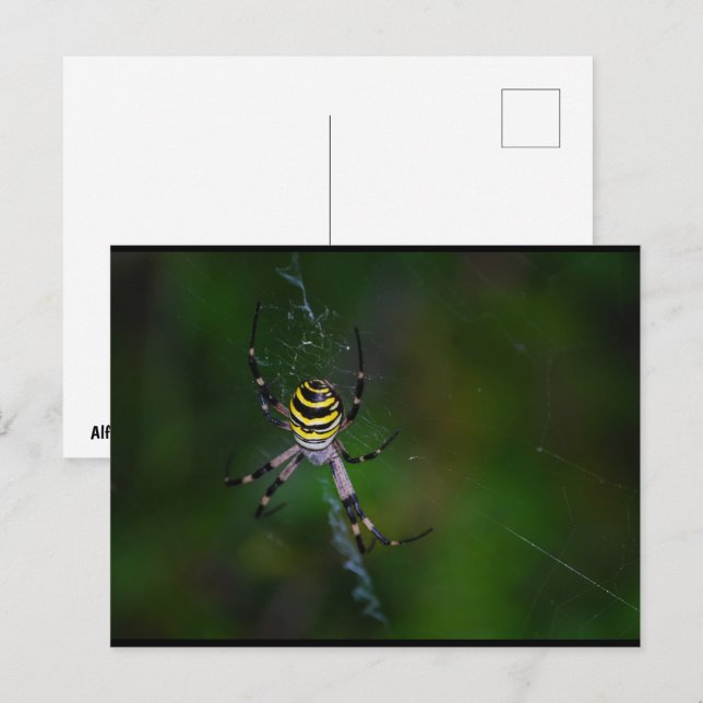 Wasp Spider, Orb-weaver Postcard (Front/Back)