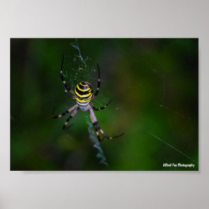 Wasp Spider, Orb-weaver Poster