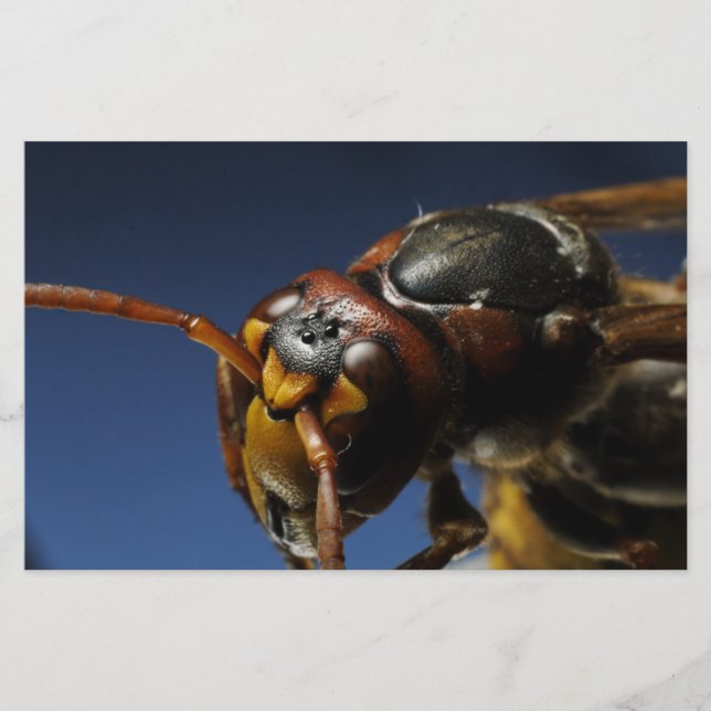 Wasp Stationery (Front)
