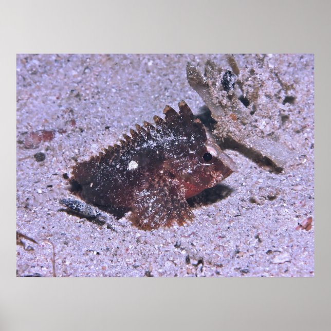 Waspfish Poster (Front)