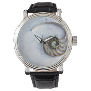 Watch seashell nautilus shell